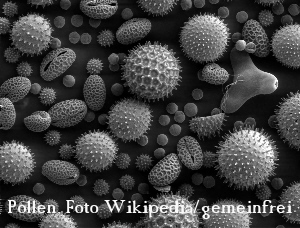 Pollen, die den Heuschnupfen verursachen