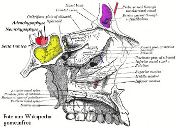Die Nasennebenhhle